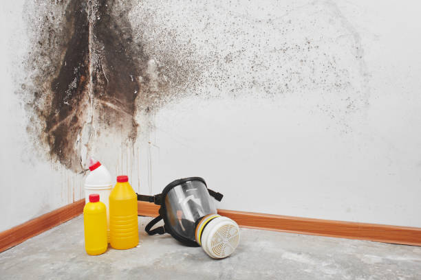 Best Mold Testing  in Watertown, NY