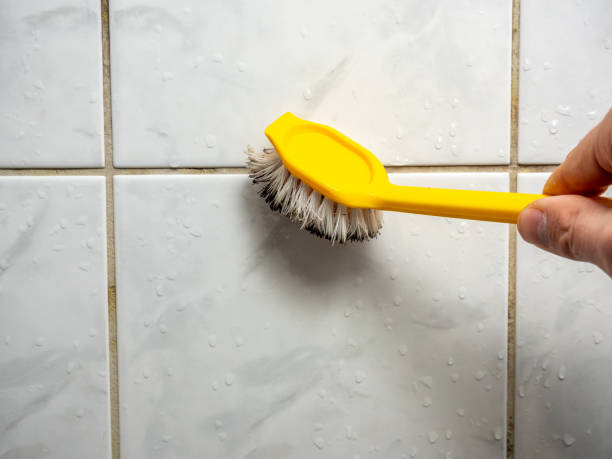 Best Professional Mold Removal  in Watertown, NY