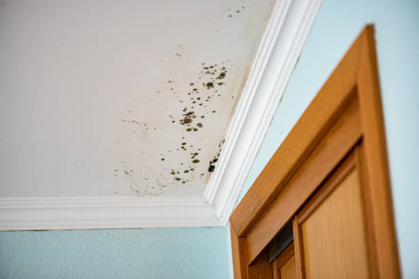 Trusted Watertown, NY Mold Removal Experts
