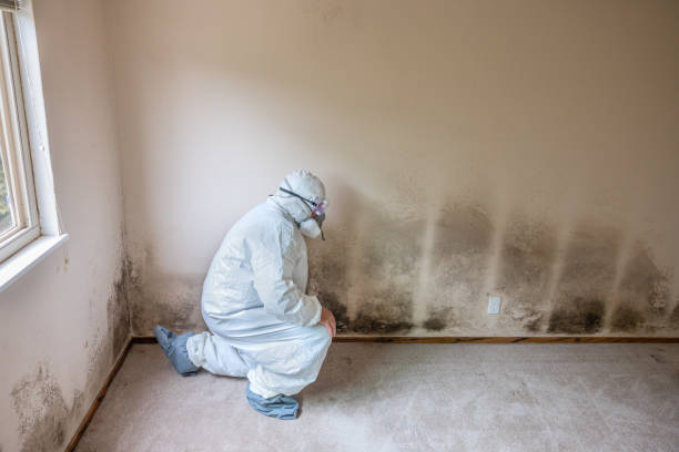 Best Crawl Space Mold Removal  in Watertown, NY